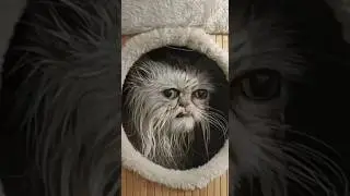 Самые жуткие породы кошек  