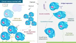 Cancer versus normal cells