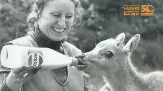 50 Years of West Midland Safari Park