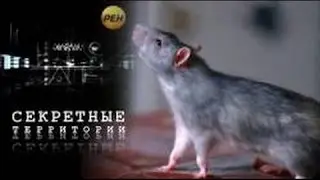 Секретные территории Крысы Подземный разум (05.08.2015) HD