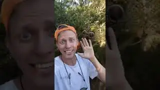 Finding the most DANGEROUS animal in Australia 