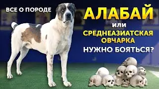 Все о породе Среднеазиатская овчарка или Алабай | Особенности воспитания | Как жить с САО