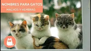 Nombres para gatos - machos y hembras