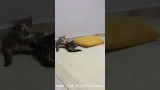 Funniest kittens videos😂😍