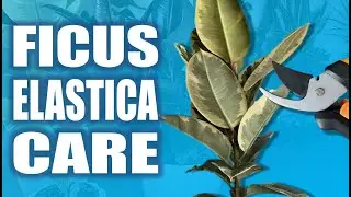 Ficus Elastica (Rubber Plant): 7 Essential Care Tips for