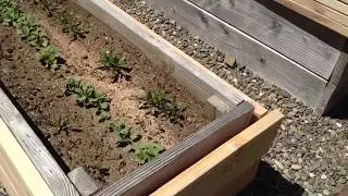 HOW TO FIX/REPAIR ROTTING RAISED GARDEN BED