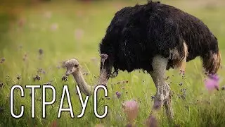 Ostrich: The biggest bird on Planet Earth | Interesting facts about ostriches