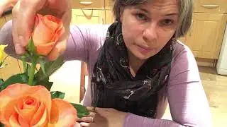 Cut flowers | crash course | growing roses from bouquet what to expect