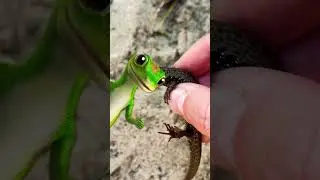 Catching CUTE Lizards With My Bare Hands! 