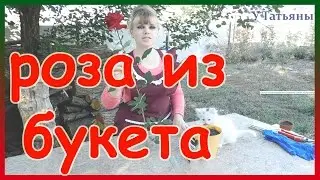 Как укоренить и вырастить РОЗУ из БУКЕТА! Посадка розы черенками.