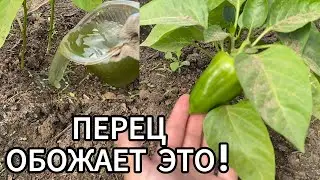 БОЛЬШОЙ урожай ПЕРЦА, что нужно сделать? ПЕРВАЯ ПОДКОРМКА ПЕРЦЕВ!