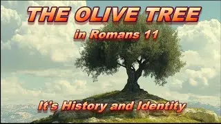 The Olive Tree in Romans 11 — It's History and Identity