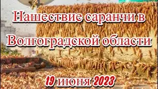 Саранча покрыла землю в Волгоградской области