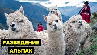 Разведение Альпак в домашних условиях как бизнес идея | Альпака