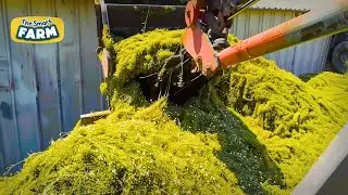 INCREDIBLE Chamomile Production Line! How Chamomile Tea is Made