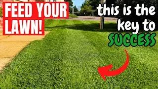 You NEED to FEED your LAWN - It’s the key to SUCCESS