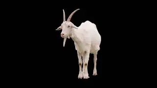 Happy Goat sound effect