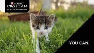 Purina PRO PLAN- What if you could give your kitten a head start in life?