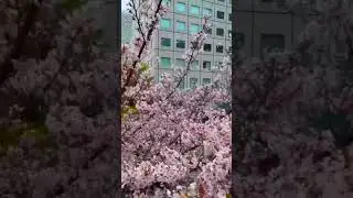 This year's Cherry Blossom is UNREAL - 2024 Tokyo #shortsfeed #cherryblossom #japan2024 #sakura