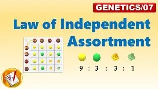 Law of Independent Assortment (Mendel's Second Law) (FL-Genetics/07)