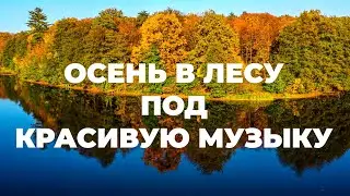 Осень в лесу под красивую музыку 4K. Осенняя листва для релаксации