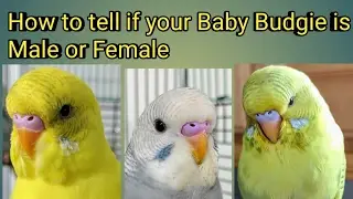 How To Tell If Your Baby Budgie is a Male or Female