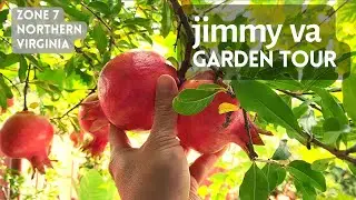 Jimmy VA garden tour. exotic fruits trees. zone 7 Northern Virginia, Springfield. grow pomegranate.