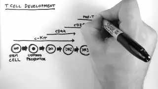 T Cell Development