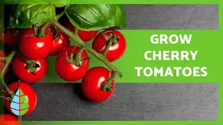 How to GROW CHERRY TOMATOES 🌱🍅 (Garden and Indoors)