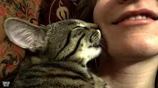 Kitten kisses / licks his human