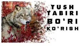 Tushda Bori Korish Tabiri