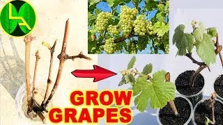 How to grow grape plants at home -  Easy and fast way