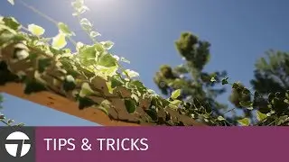 Add translucency to leaves | Tips & Tricks | Twinmotion