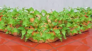 no need for a garden. You can still grow vegetables using this method at home