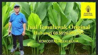 Jual Temulawak Original