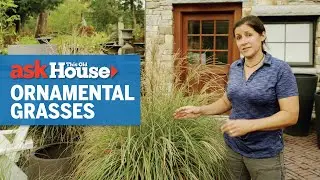 All About Ornamental Grasses | Ask This Old House