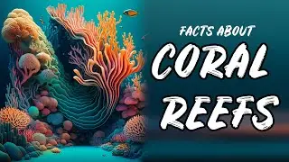 5 Fascinating Facts About Coral Reefs