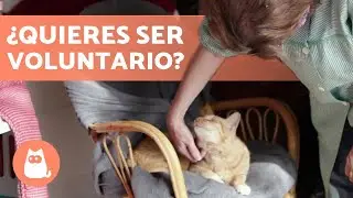 ¿Cómo es ser VOLUNTARIO en una PROTECTORA de ANIMALES? 🐶🐱