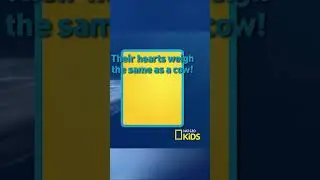 #BlueWhales have a big heart ❤️ Seriously! It weighs the same as a cow! #NatGeoKids #AmazingAnimals