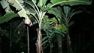 kebon gedang angker
