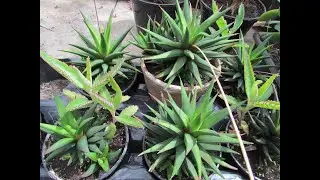 Цветы и суккуленты в теплице/Flowers and succulents in a greenhouse