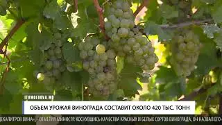 ОБЪЕМ УРОЖАЯ ВИНОГРАДА СОСТАВИТ ОКОЛО 420 ТЫС  ТОНН