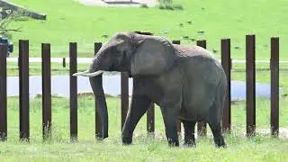 Two Elephants Join the Herd at West Midlands Safari Park