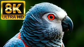 BIRD OF PARADISE - 8K (60FPS) ULTRA HD - With Relaxing Music (Colorfully Dynamic)
