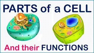 UNDERSTANDING CELL STRUCTURE - A Guide to the Part of a Cell