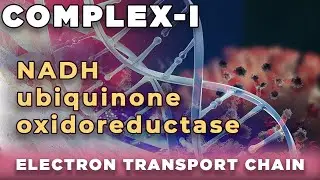 NADH ubiquinone oxidoreductase | NADH q reductase | Complex  I  of Electron transport chain