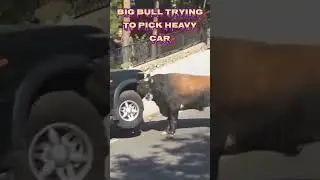 Big Bull Trying To Pick Heavy Car #fishing