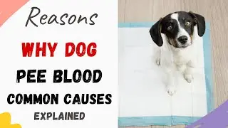 Why Would a Dog Pee Blood: Most Common Causes and What to do to Cure it.