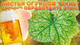 ПАУТИННЫЙ КЛЕЩ НА ОГУРЦАХ. ОБРАБОТАЙТЕ ОГУРЧИКИ СРОЧНО ЭТИМ! ТОП СРЕДСТВ ОТ ПАУТИННОГО КЛЕЩА