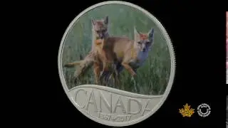 1/2 oz. Pure Silver Coloured Coin - Celebrating Canada’s 150th Coin Series: Wild Swift Fox and Pups